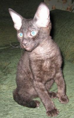 Прикрепленное изображение: IMG_0050.2.jpg